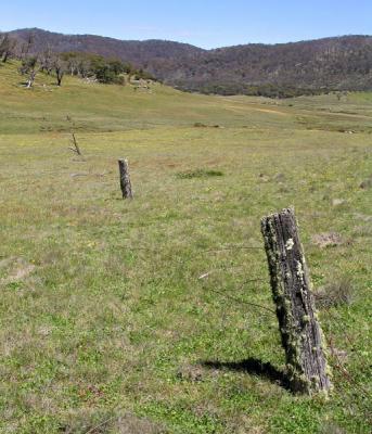 old fenceline