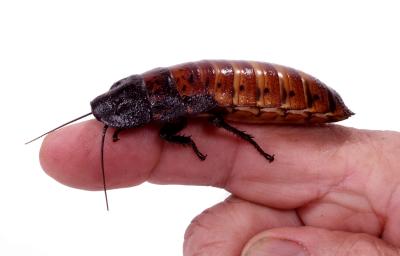 u12/booradley/medium/2890834.roach.jpg