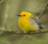 Prothonotary Warbler