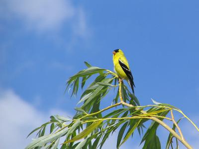 Chardonneret jaune - American goldfinch