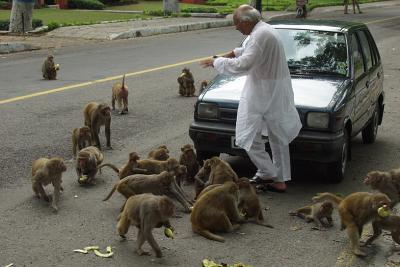 012 - Feeding the Monkeys