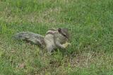 018 - Chipmunk eating Crisps