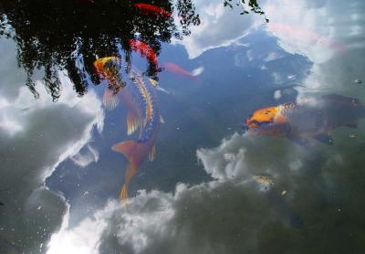 REFLECTIONS IN THE FISH POND, 2003