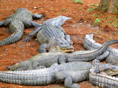 Alligators.jpg