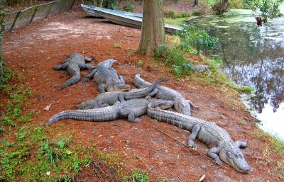 Let Sleeping Alligators Be