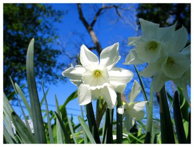 White Daffodil_5903
