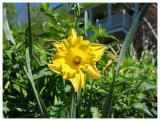 Yellow Daffodill_5889.jpg
