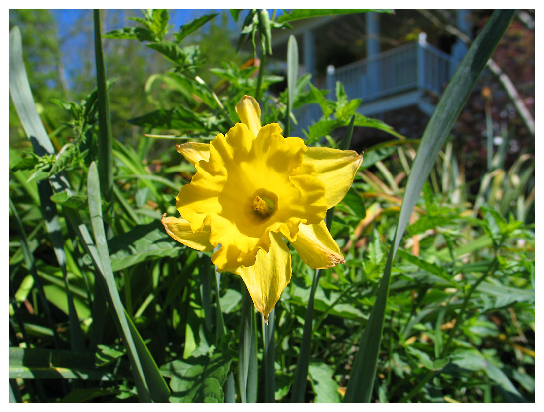 Yellow Daffodill_5889.jpg