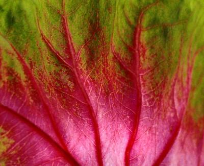 Coleus Leaf.jpg