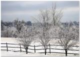 Icy Trees