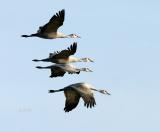 A Migration Stop for the Sandhill Cranes