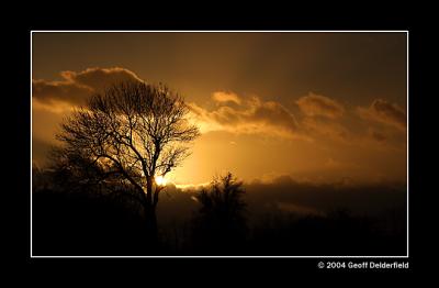 sunset behind tree copy.jpg