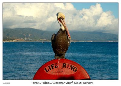 Brown Pelican at Santa Barbara