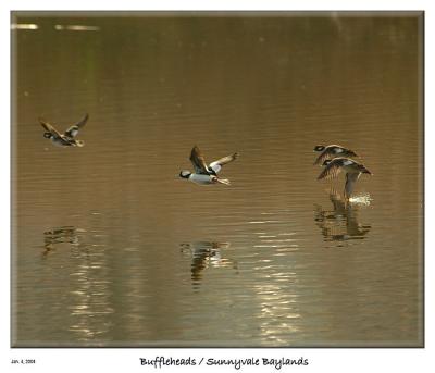 Flying Buffleheads at the Sunnyvale Baylands