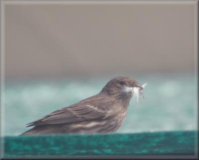 Home building birdy