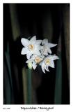 Paperwhites / Narcissus