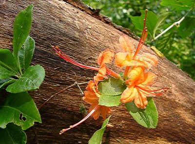 first azalea, probably R. calendulaceum