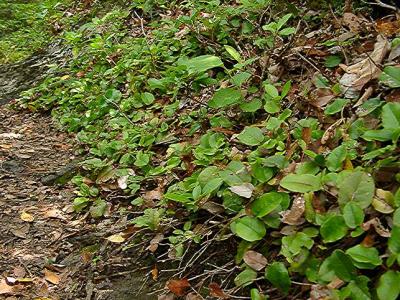 Epigaea repens (Trailing Arbutus) beside the trail