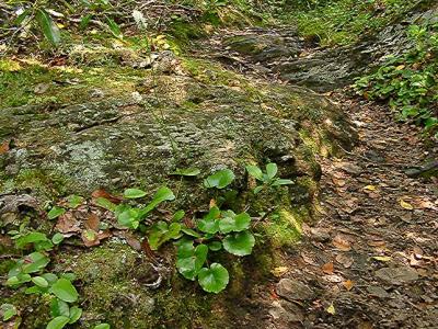 Galax aphylla beside the trail