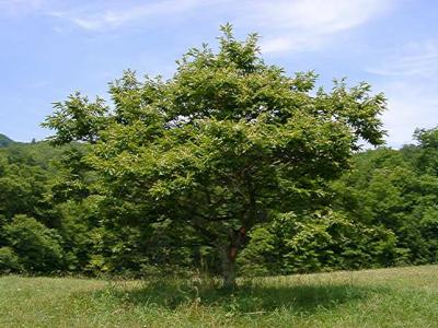 Castanea pumila (Chinquapin)