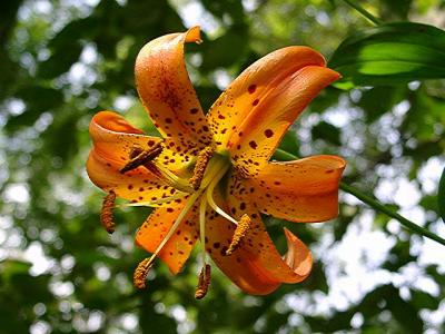 Lilium superbum (Turk's Cap Lily)
MP 412.2 S, 4550'