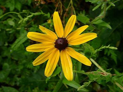 Rudbeckia sp.
MP 416.3 N, 4445'