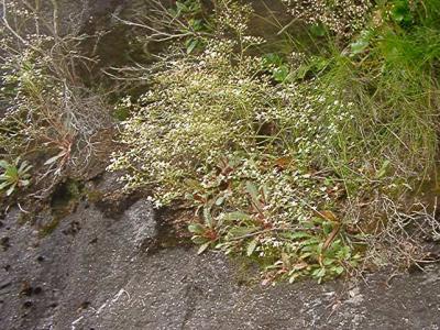 Saxifraga michauxii
MP 421.7 N, 5494'