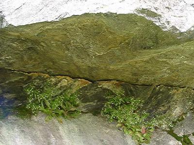 Saxifraga michauxii in a rock cleft
MP 421.7 N, 5494'