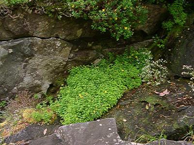 Hypericum buckleyi
MP 421.7 N, 5494'