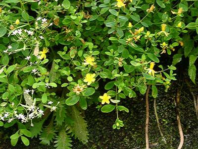 Saxifraga michauxii, Hypericum buckleyi
MP 421.8 N