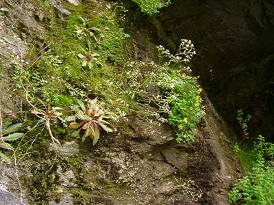 Saxifraga michauxii, Hypericum buckleyi
MP 421.8 N