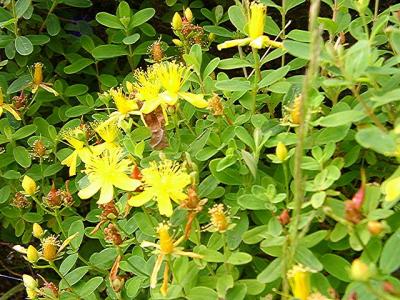 Hypericum buckleyi
MP 420.5 N