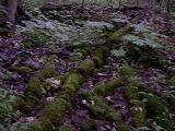 Diphylleia cymosa (Umbrella-Leaf) in a wet shady cove