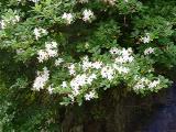 R. arborescens
MP 409.3 N, 4925'