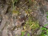Saxifraga michauxii
MP 409.3 N, 4925'