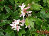 R. arborescens
'Ed's Late'
MP 410.5 N