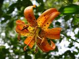 Lilium superbum (Turk's Cap Lily)
MP 412.2 S, 4550'
