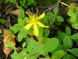Hypericum buckleyi
MP 421.7 N, 5494'