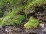 Hypericum buckleyi
MP 421.8 N