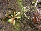 Saxifraga michauxii
MP 421.8 N