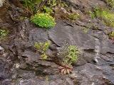 Hypericum buckleyi, Saxifraga michauxii
MP 420.5 N
