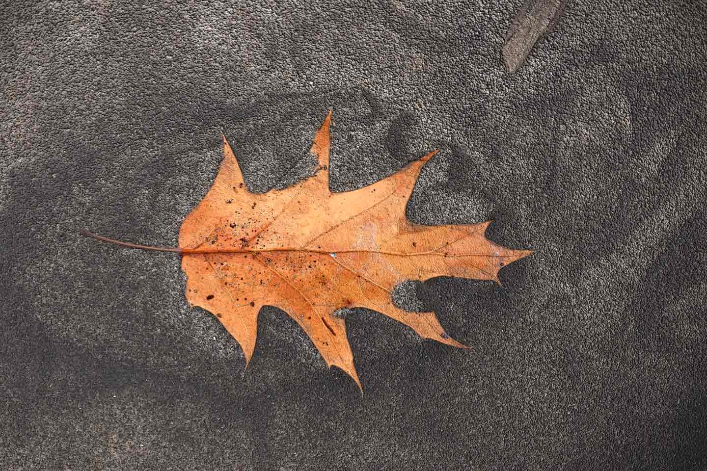 Sandy Leaf *.jpg