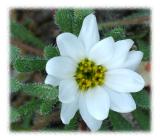 Tiny White Desert Flower