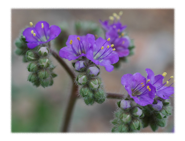 Purple Desert Flowers