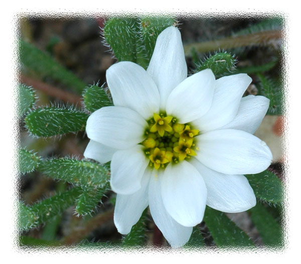 Tiny White Desert Flower