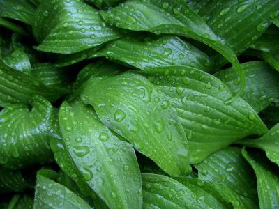 Rainy Day Hosta