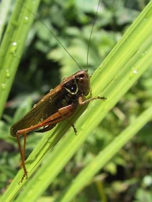 Grasshopper 2