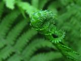 Fiddlehead
