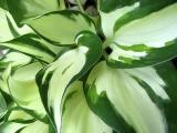 Varigated Hosta