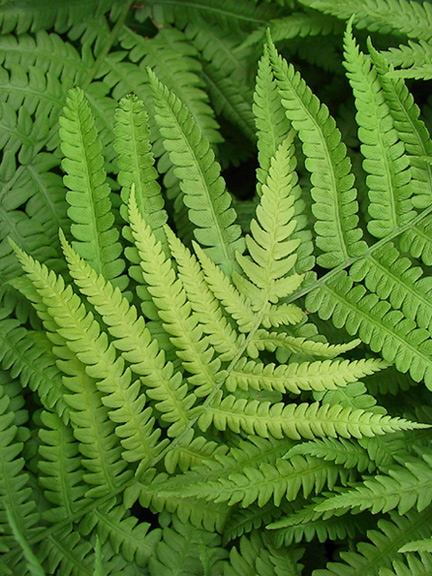  Green Tones